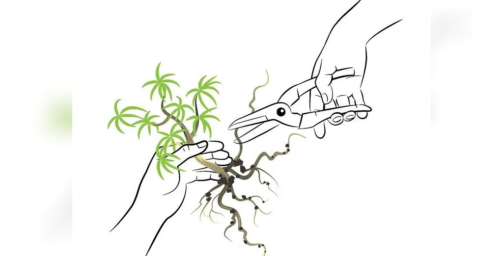 مراحل پرورش درخت بونسای با استفاده از گونه درختان