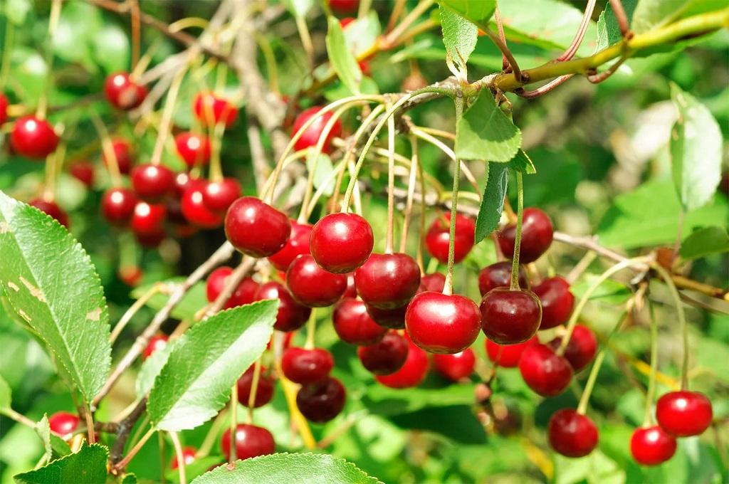 بهترین مواد غذایی برای افزایش کیفیت خواب 1