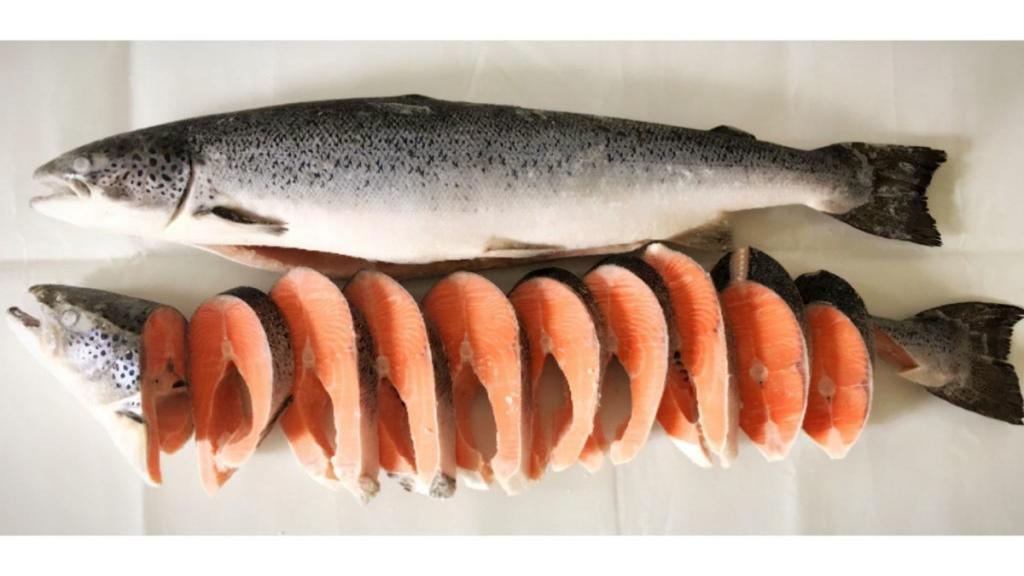 خواص و مضرات ماهی سالمون خام و پرورشی برای سلامتی، بدنسازی و لاغری