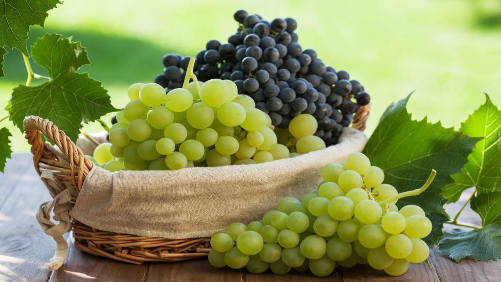 خواص انگور برای مردان و زنان در طب سنتی؛ طبع انگور و مضرات آن