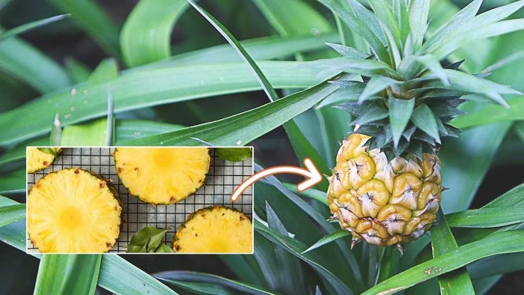 کاشت آناناس با بذر؛ شرایط پرورش آناناس از بذر، تکثیر و نگهداری