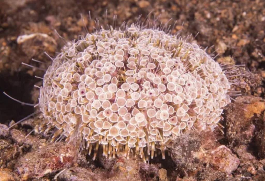 از موجودات دریایی خطرناک: توتیای دریایی