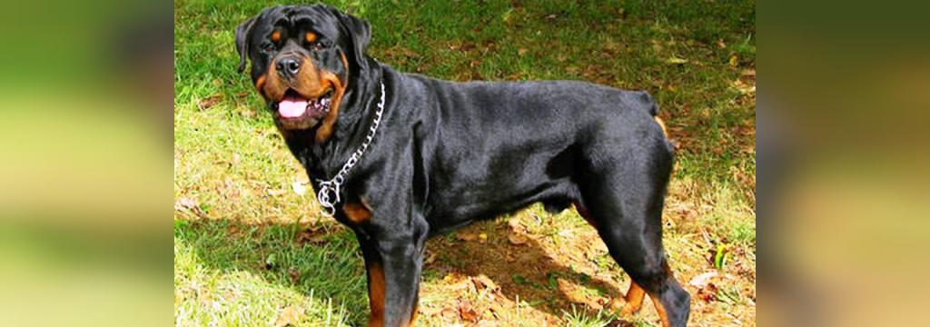 25 سگ خطرناک جهان