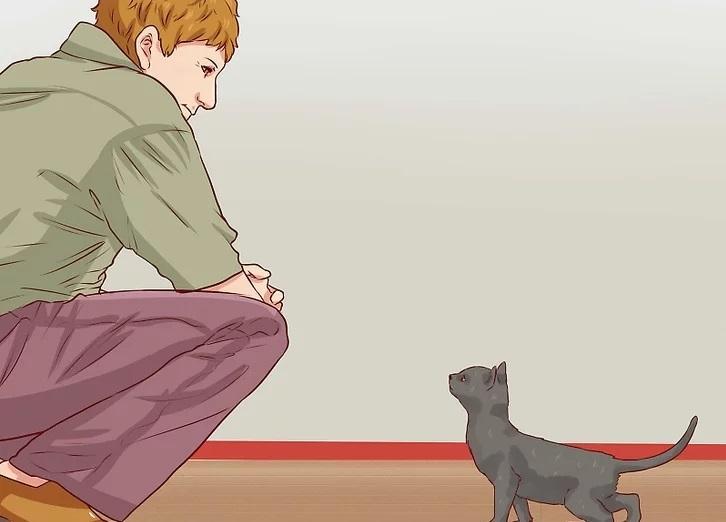 تربیت صحیح گربه از طریق آمادگی برای انضباط 4