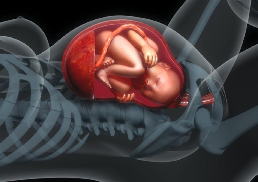 علت توقف رشد جنین چیست