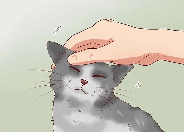 آموزش روش های تربیتی گربه