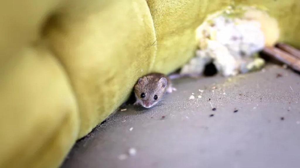 چگونه موش را پیدا کنیم و بگیریم؛ روش کشتن و از بین بردن موش در خانه