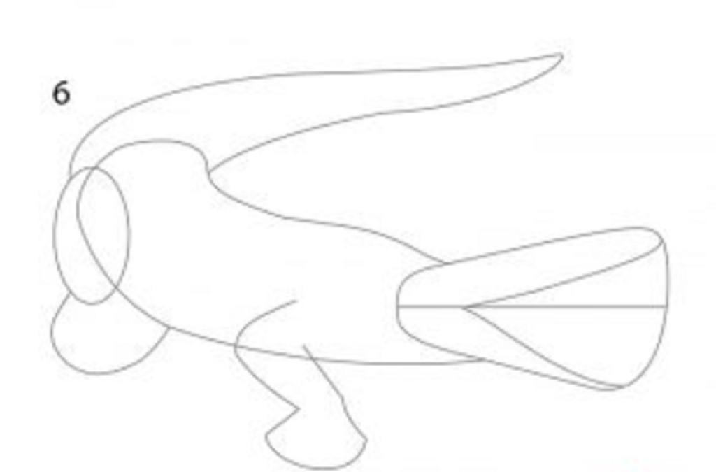 آموزش کشیدن نقاشی کروکودیل ساده و گام به گام