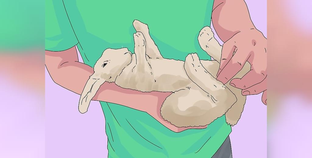 اندام تناسلی خرگوش ماده