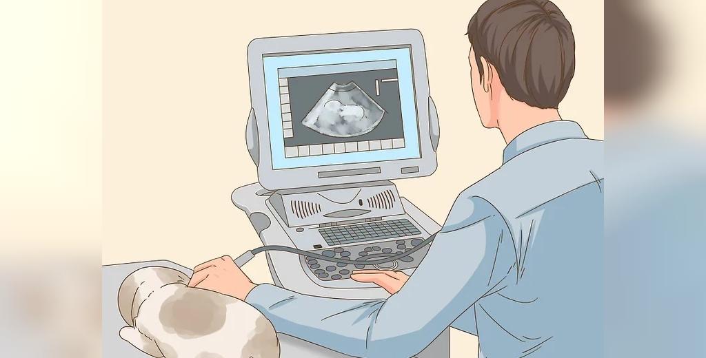 سونوگرافی بهترین روش برای تعیین حاملگی خرگوش