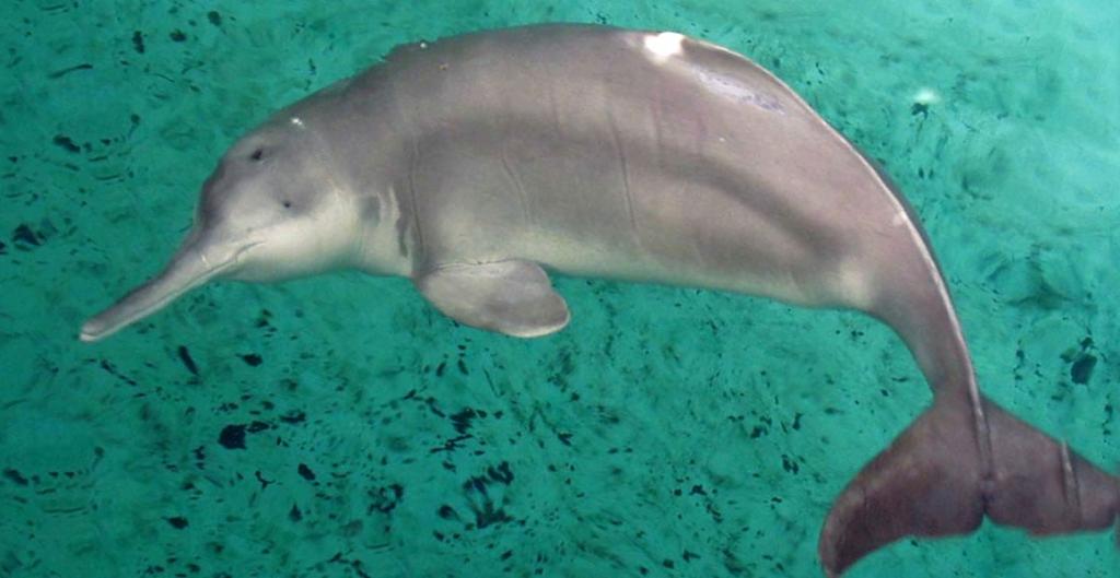 از حیوانات منقرض شده : بایجی یا دلفین رودخانه ای چین