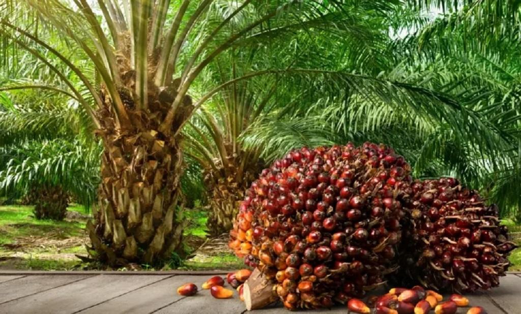 روغن پالم در تهیه شیر 