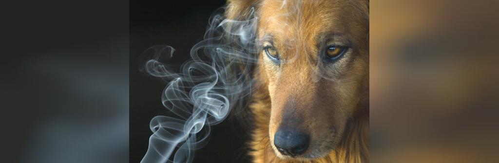 حقیقت: سیگار کشیدن باعث مرگ سگ ها و گربه ها می شود