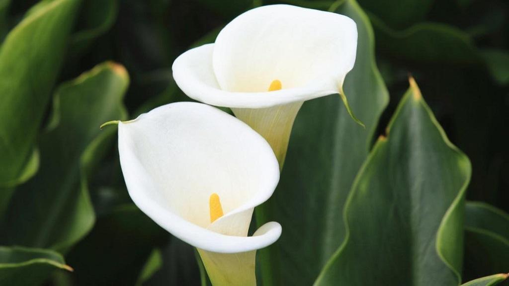روش کاشت گل شیپوری؛ شرایط رشد، نگهداری و برداشت گل لیلیوم (calla lily)
