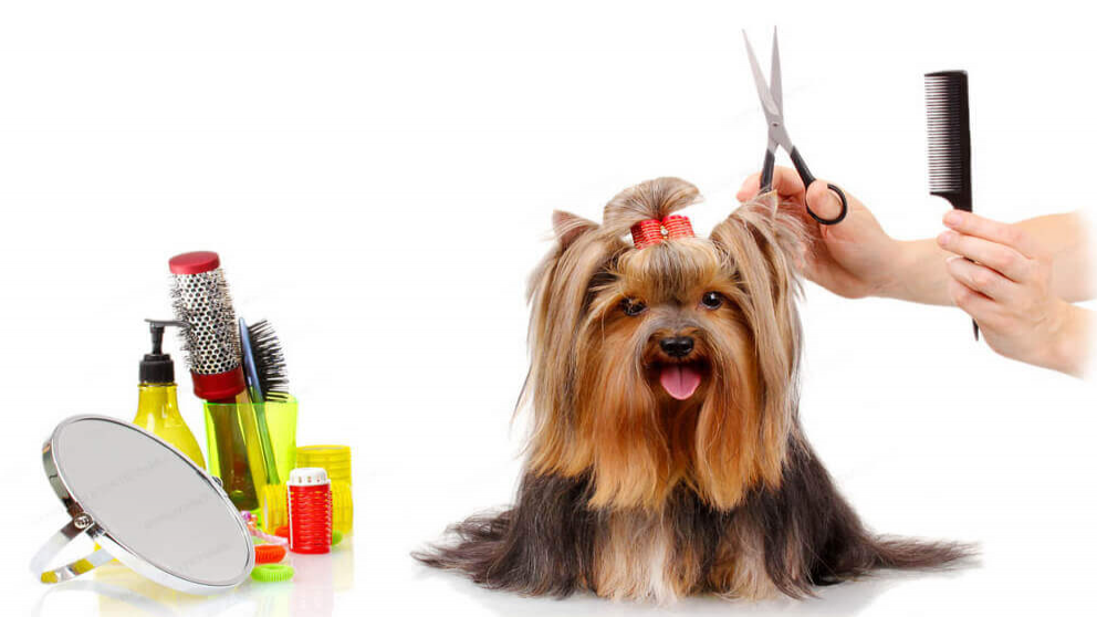 آموزش اصلاح موی سگ در خانه + ابزارهای مورد نیاز و نکات مهم
