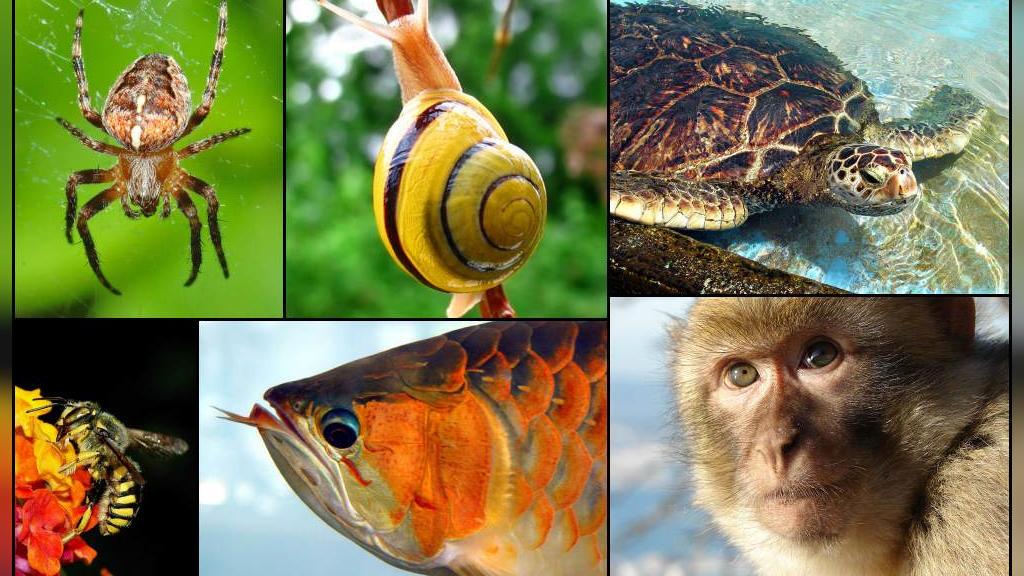دانستنی های جالب و شگفت انگیز درباره حیوانات و حشرات