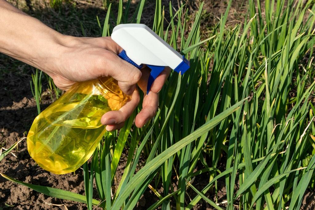 استفاده از آب سیر برای گیاهان سالم‌تر