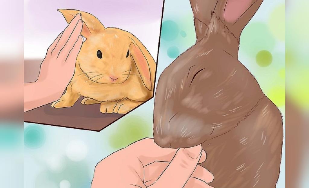 آموزش بازی های غیر تهاجمی به خرگوش