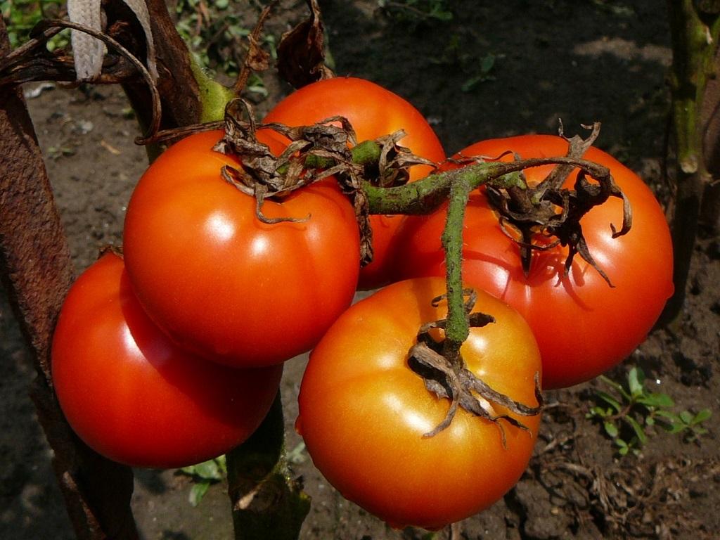 نحوه کاشت و رشد گوجه فرنگی زودرس