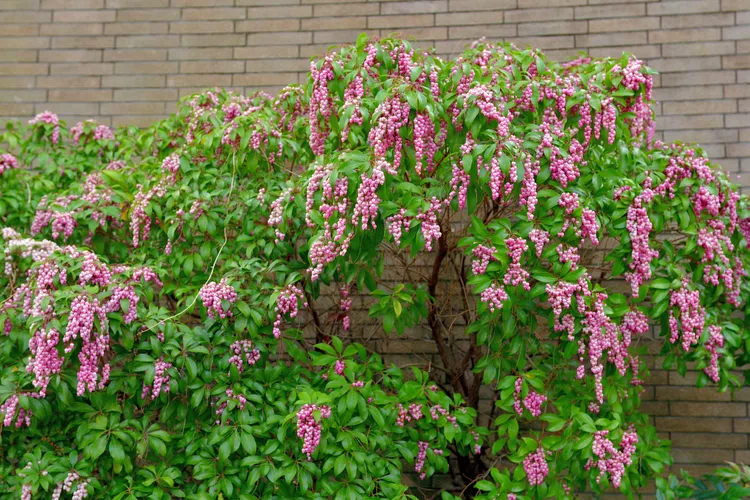  بهترین گیاه آپارتمانی : خلنگ ژاپنی (Pieris japonica)