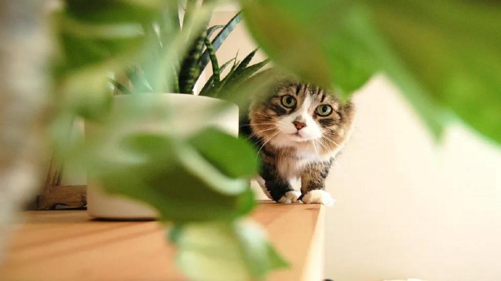 9 گیاه خانگی و آپارتمانی که برای گربه ها خطرناک و سمی هستند