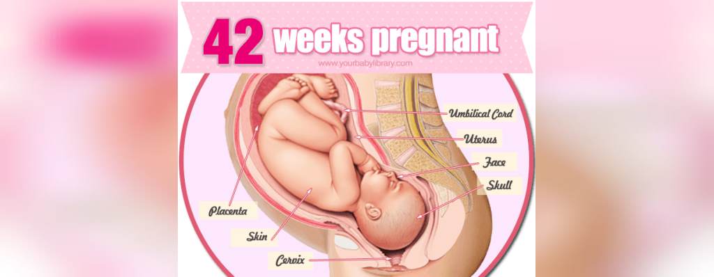 رشد کودک در هفته 42 بارداری