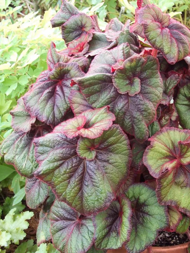 نگهداری گل های برگ‌صورتی 5