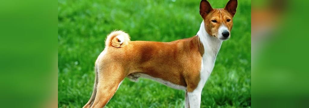 25 سگ خطرناک جهان