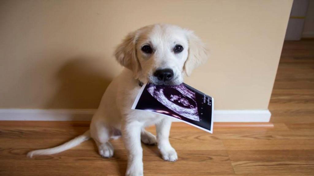 بارداری سگ: 6 علامت و راه تشخیص حامله بودن سگ ها