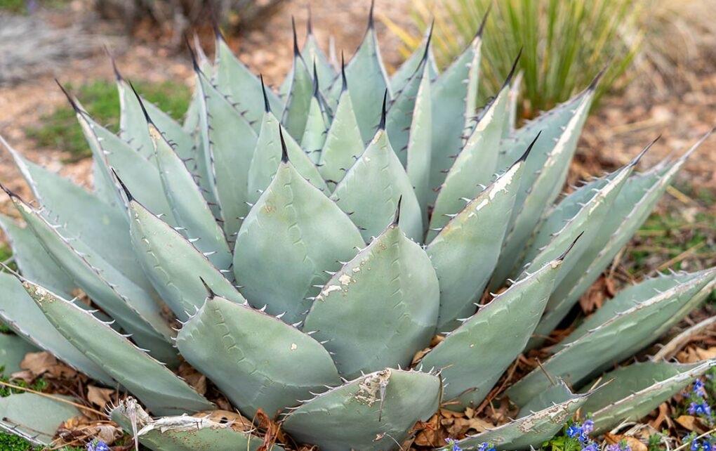 خواص درمانی گیاه آگاو