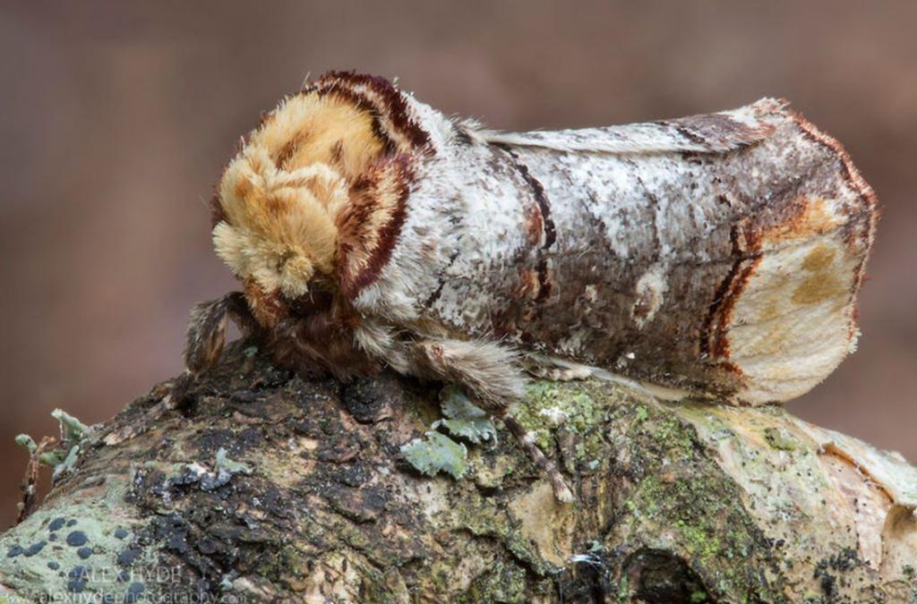  از عجیب ترین حیوانات روی زمین: پروانه  Buff-Tip Moth