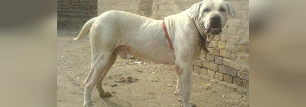 25 سگ خطرناک جهان