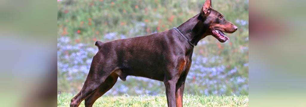 25 سگ خطرناک جهان