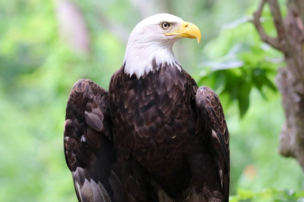 معنای کشتن عقاب در خواب