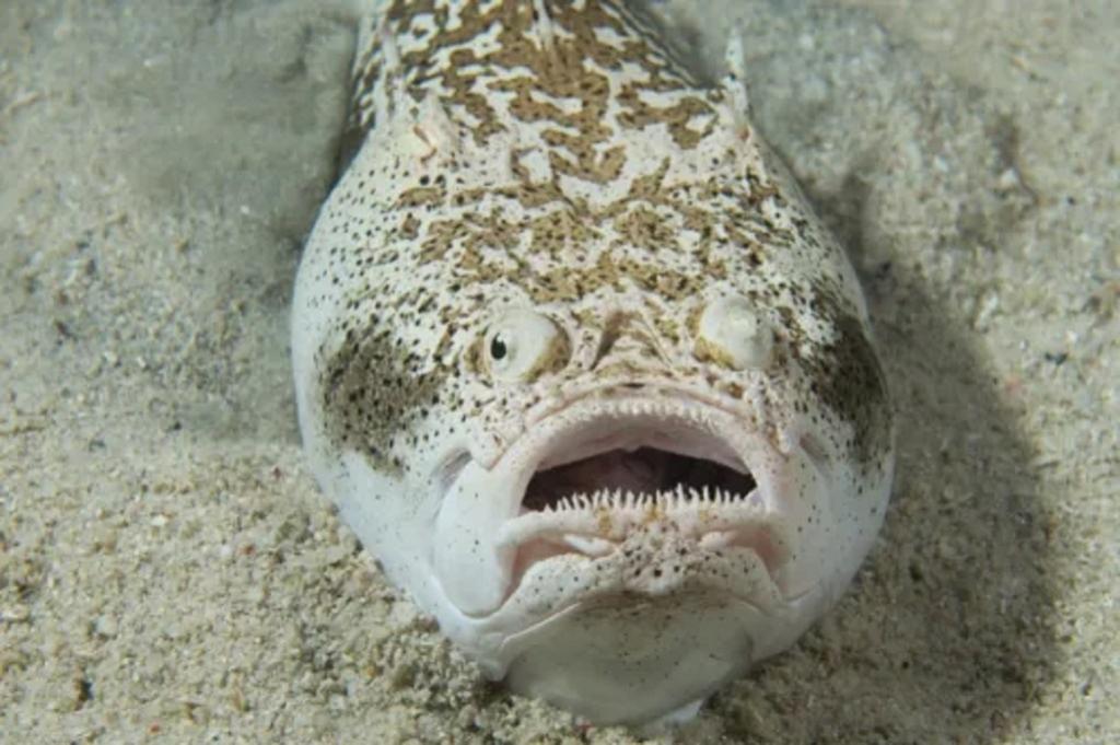 از موجودات دریایی خطرناک: ستاره ماهی ها
