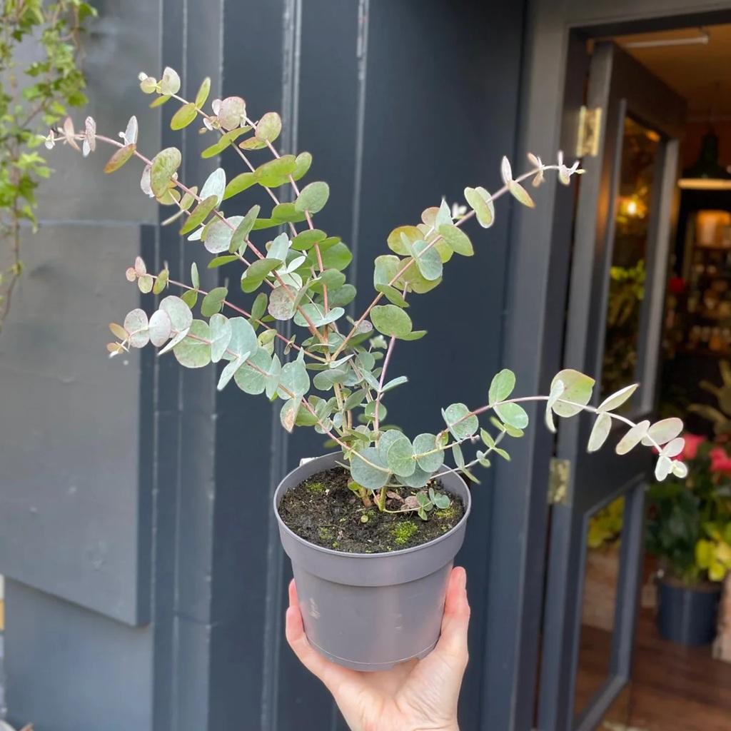 روش کاشت اکالیپتوس از طریق بذر