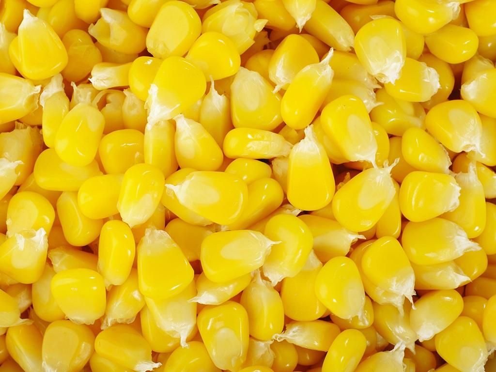 انواع ذرت شیرین برای برداشت مداوم