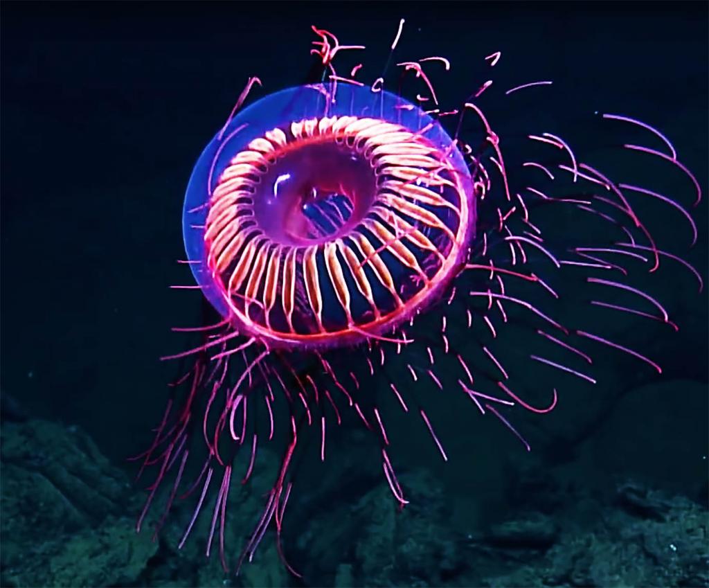 از عجیب ترین حیوانات دریایی: Halitrephes Jelly