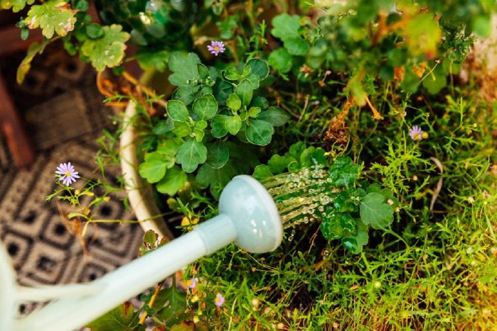 نحوه استفاده از کود تفاله چای در باغچه و برای گیاهان