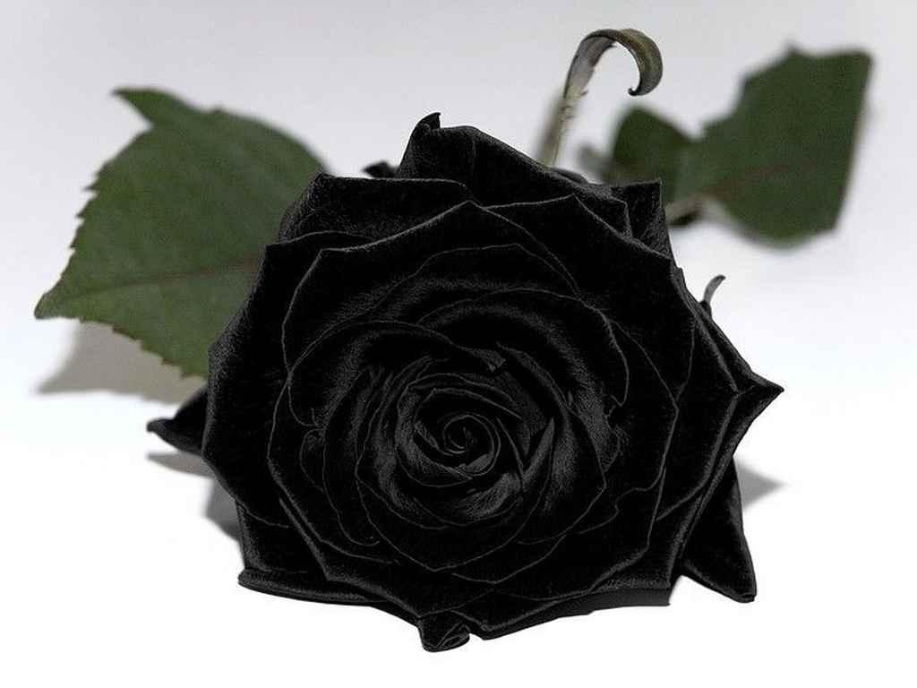 گل رز سیاه القا کننده چیست