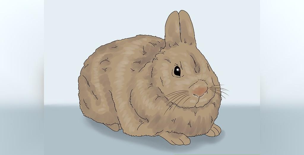آموزش تصویری تشخیص جنسیت خرگوش