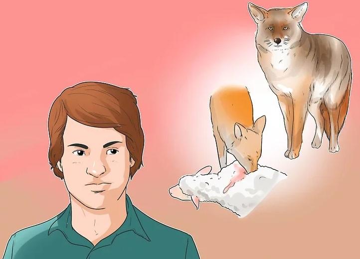 روش&zwnj;های به دام انداختن کایوت 2