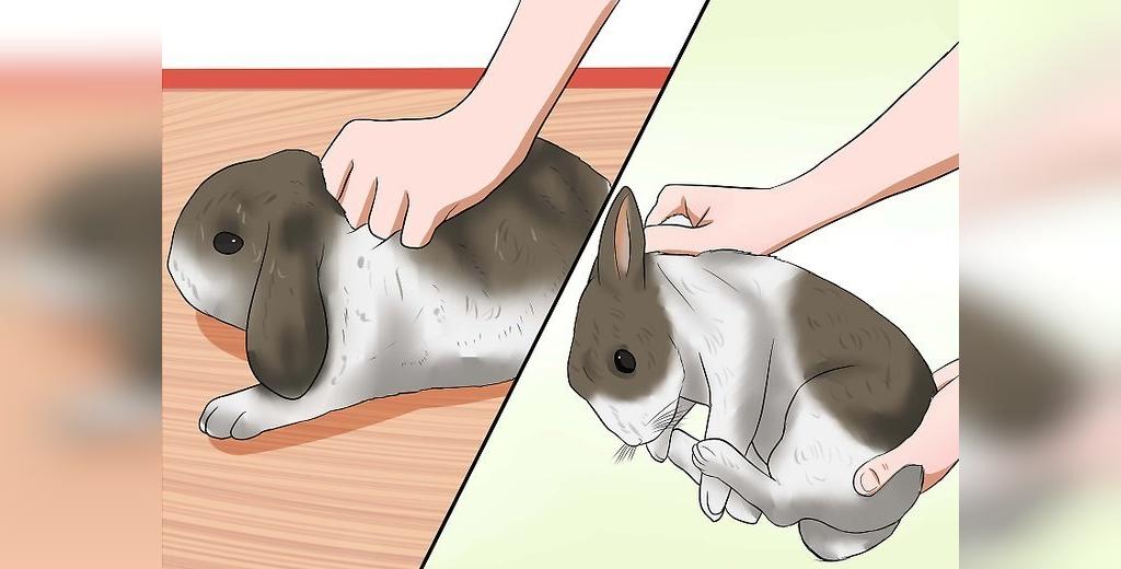 اقدامات لازم برای اهلی کردن خرگوش