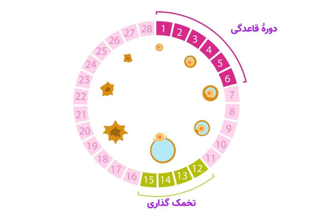 نیمۀ سیکل قاعدگی را انتخاب کنید