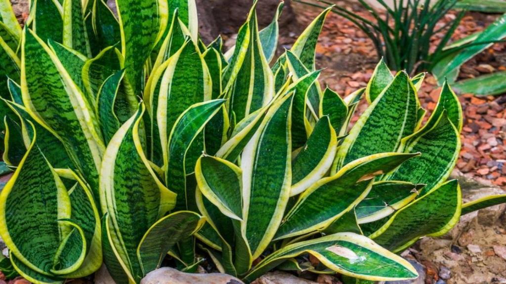 درمان قهوه ای و زردی شدن برگ سانسوریا؛ بیماری و آفات زبان مادر شوهر
