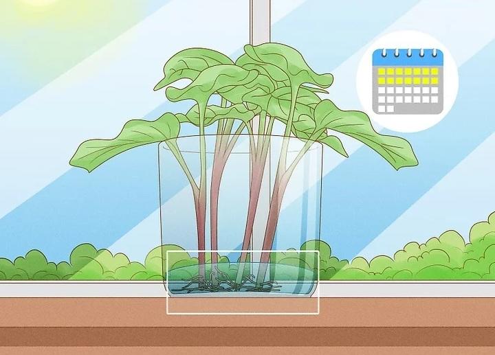 نحوه کاشت تاک های سیب زمینی شیرین 7
