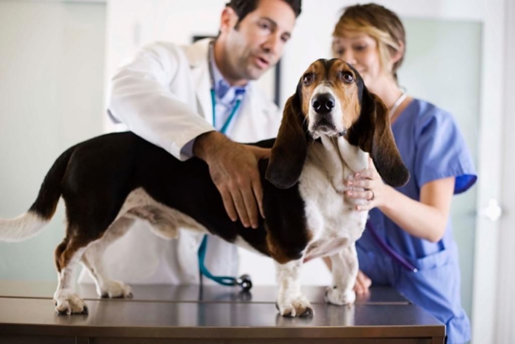 آیا ممکن است تب مالت از سگ خانگی به شما منتقل شود؟