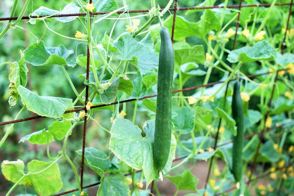 نکات ضروری برای هرس خیار