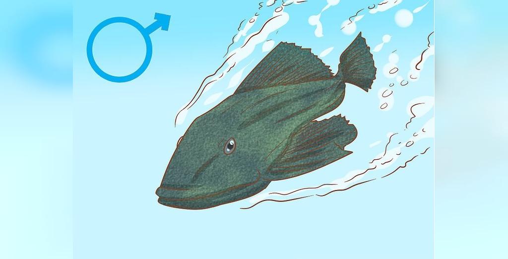 تعیین جنسیت ماهی لجن خوار و پلیکو