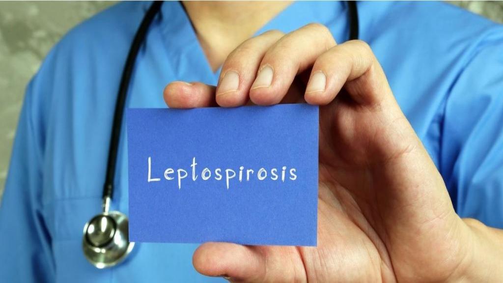 علائم بیماری لپتوسپیروز چیست + راه انتقال و درمان تب شالیزار